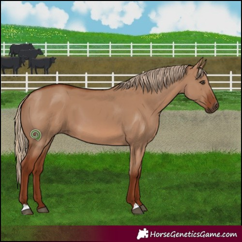 Horse Color:Red Dun