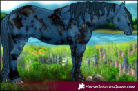 Horse Color:ERROR: UNKNOWN ANOMALY