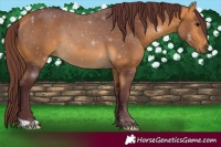 Horse Color:Chocolate Buckskin 