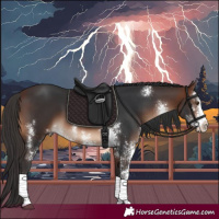 Horse Color:Brown Sabino