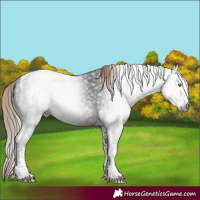 Horse Color:Gray Liver Chestnut Tobiano