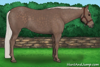 Horse Color:Silver Black Rabicano