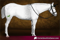 Horse Color:Gray Black Tobiano 