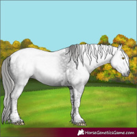 Horse Color:Gray Liver Chestnut Tobiano 
