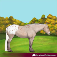 Horse Color:Silver Brown Dun Sabino Appaloosa 