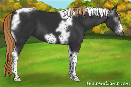 Horse Color:Gray Liver Chestnut Tobiano Frame
