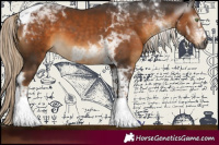 Horse Color:Gray Chocolate Palomino Tobiano