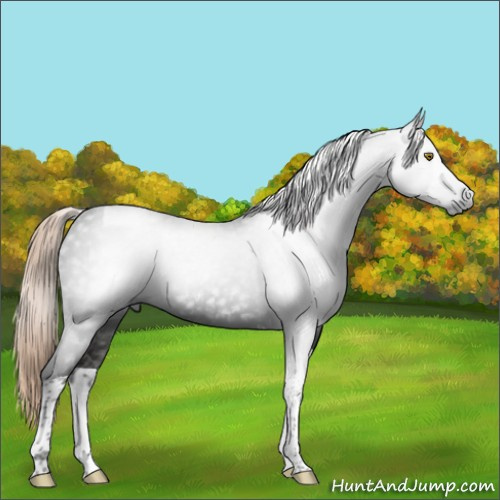 Horse Color:Gray Liver Chestnut Tobiano 