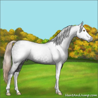 Horse Color:Gray Liver Chestnut Tobiano 