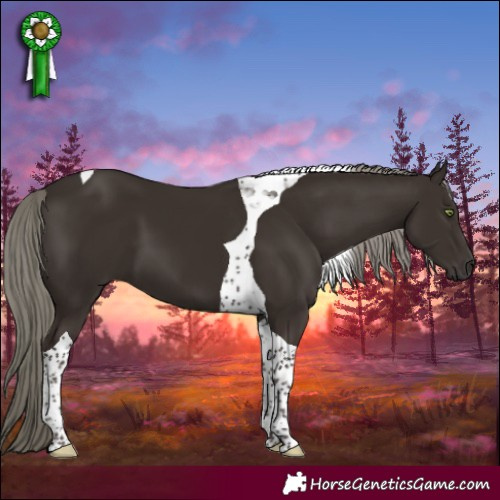 Horse Color:Liver Chestnut Mushroom Tobiano 