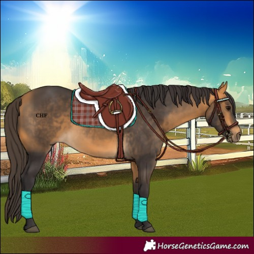 Horse Color:Buckskin