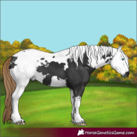 Horse Color:Gray Liver Chestnut Tobiano 