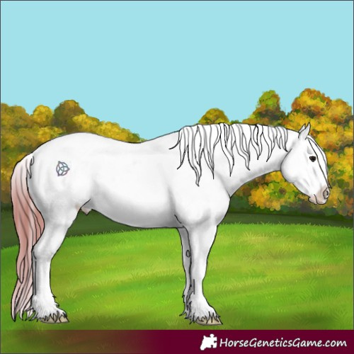 Horse Color:Bay Roan Dun Appaloosa 