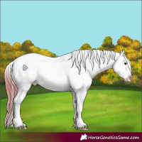 Horse Color:Bay Roan Dun Appaloosa 