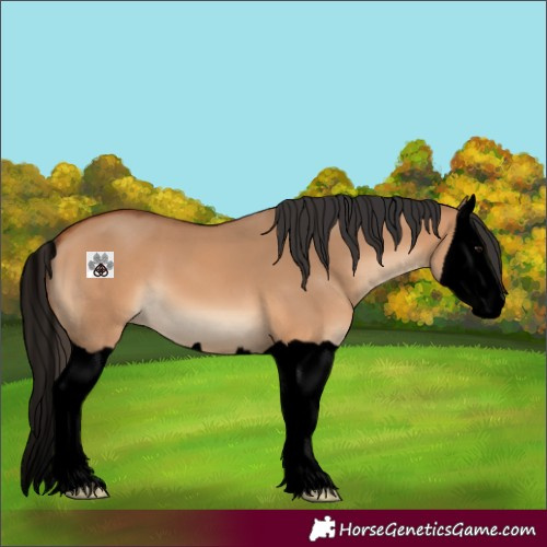 Horse Color:Void Bay Dun Splash 