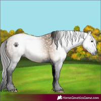 Horse Color:Gray Void Bay Dun Splash