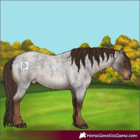Horse Color:Liver Red Roan 