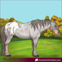 Horse Color:Liver Red Roan Appaloosa 