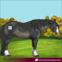 Horse Color:Black 