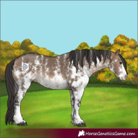 Horse Color:Brown Dun Sabino 