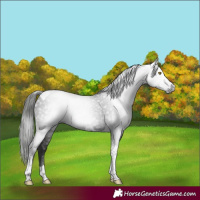Horse Color:Gray Liver Chestnut Tobiano 