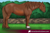 Horse Color:Chestnut 