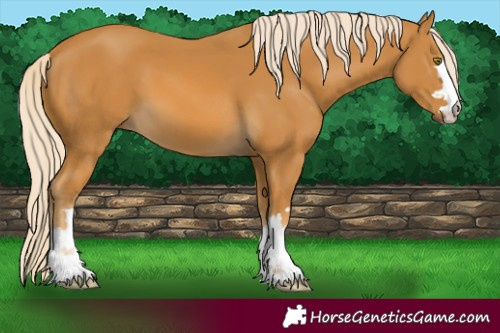 Horse Color:Palomino 
