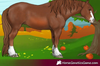 Horse Color:Chestnut 