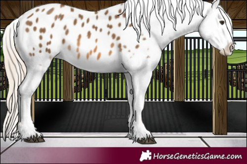 Horse Color:Chocolate Palomino Appaloosa 