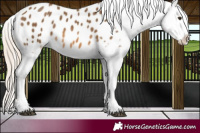Horse Color:Chocolate Palomino Appaloosa 