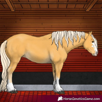 Horse Color:Palomino 