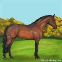 Horse Color:Bay Roan 