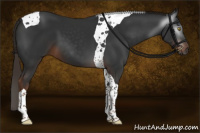 Horse Color:Gray Liver Chestnut Tobiano