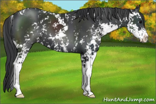Horse Color:Black Sabino 