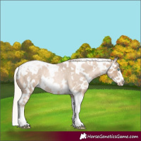 Horse Color:Chocolate Palomino Roan Pearl Tobiano Frame and Chocolate Palomino Roan Pearl Tobiano Frame Appaloosa