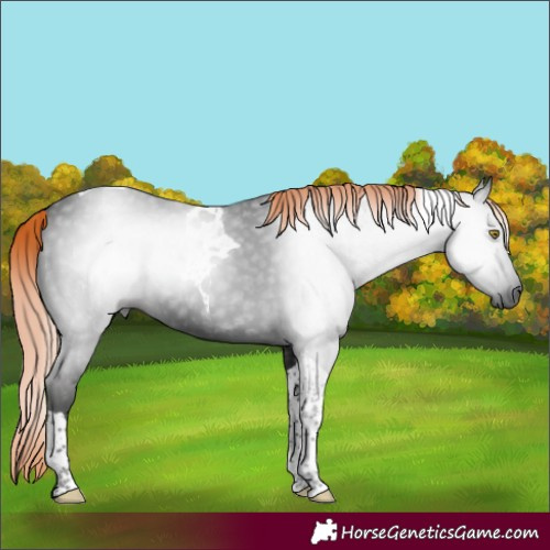 Horse Color:Gray Liver Chestnut Tobiano