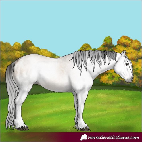 Horse Color:Gray White Spotted Bay Dun 