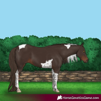 Horse Color:Liver Chestnut Tobiano 