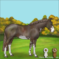 Horse Color:Liver Chestnut Sabino 