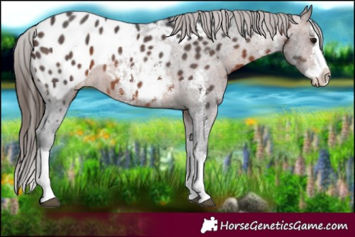 Horse Color:Brown Sabino Splash Near Leopard