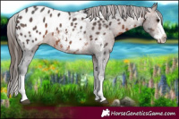Horse Color:Brown Sabino Splash Appaloosa 