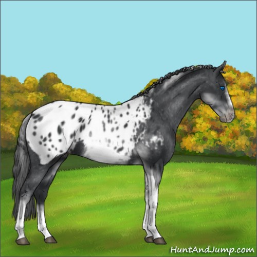Horse Color:White Spotted Black Splash Tobiano Frame Appaloosa 