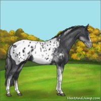Horse Color:White Spotted Black Splash Tobiano Frame Appaloosa