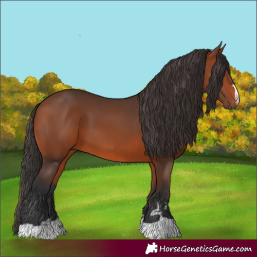 Horse Color:Bay 