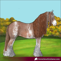 Horse Color:White Spotted Chestnut Sabino