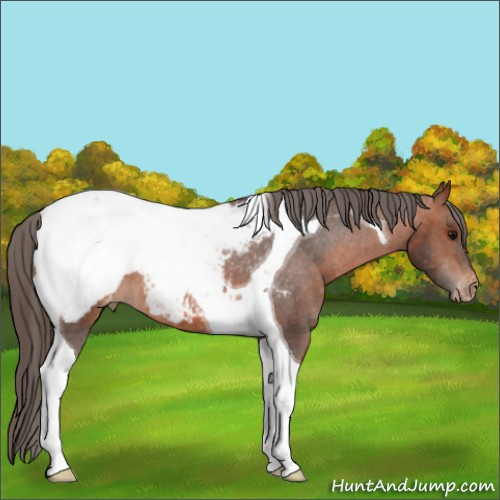 Horse Color:Bay Tobiano Appaloosa