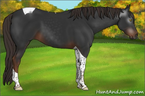 Horse Color:Gray Liver Chestnut Tobiano