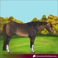 Horse Color:Buckskin Tobiano 