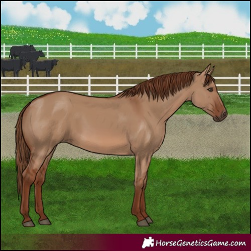 Horse Color:Red Dun 
