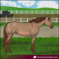 Horse Color:Red Dun 